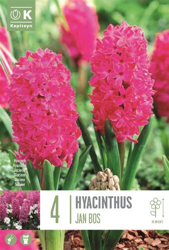 Hyacinth Jan Bos