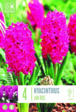 Hyacinth Jan Bos x 4