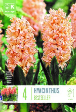 Hyacinth Odysseus x 4