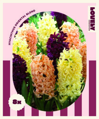 Hyacinth Oriental Blend Combi Pack