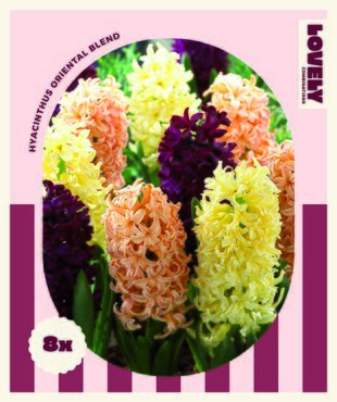 Hyacinth Oriental Blend Combi Pack