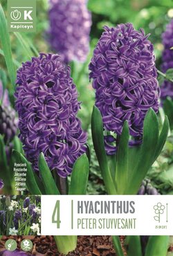 Hyacinth Peter Stuyvesant
