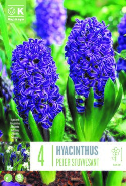 Hyacinth Peter Stuyvesant x 4