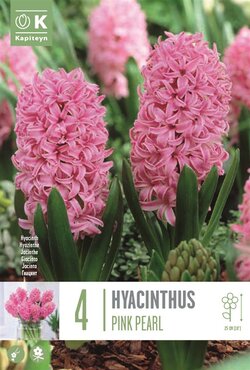 Hyacinth Pink Pearl