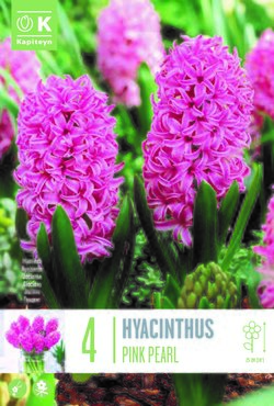 Hyacinth Pink Pearl x 4