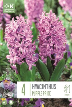 Hyacinth Purple Pride
