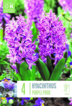 Hyacinth Purple Pride x 4