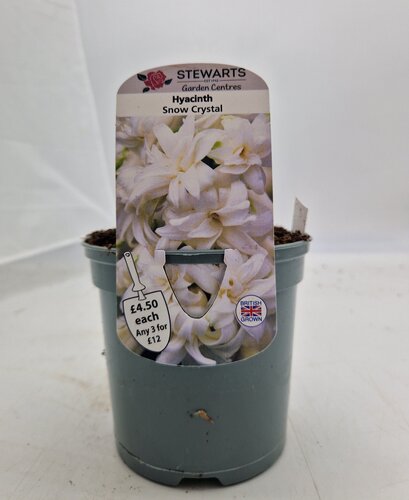 Hyacinth Snow Crystal Potted Bulb 1 Litre