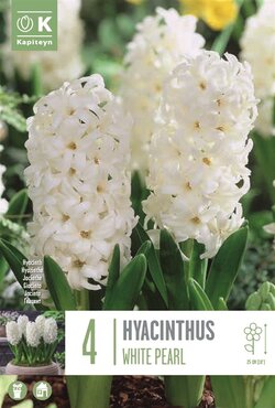 Hyacinth White Pearl