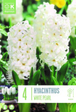 Hyacinth White Pearl x 4