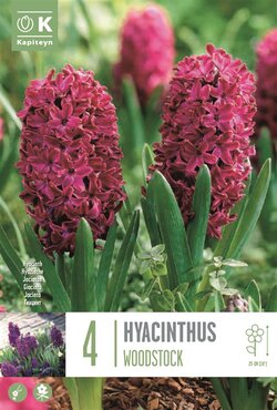 Hyacinth Woodstock
