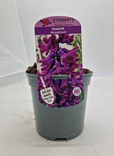 Hyacinth Woodstock Potted Bulb 1 Litre