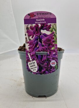 Hyacinth Woodstock Potted Bulb 1 Litre