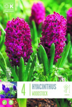 Hyacinth Woodstock x 4