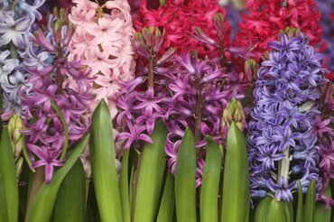 Hyacinth XL Bowl