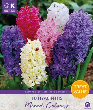 Hyacinths Mixed Promo Pack