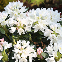 Hybrid Rhododendrons