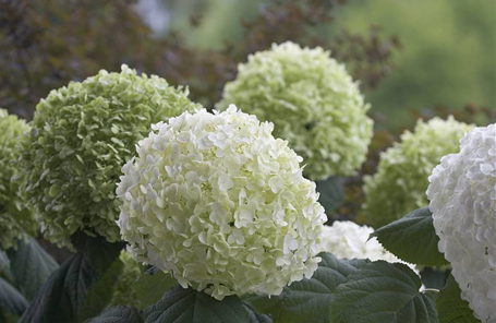 Hydrangea Annabelle 10 Litre