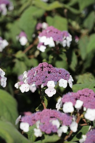 Hydrangea aspera Macrophylla 12 Litre - image 1