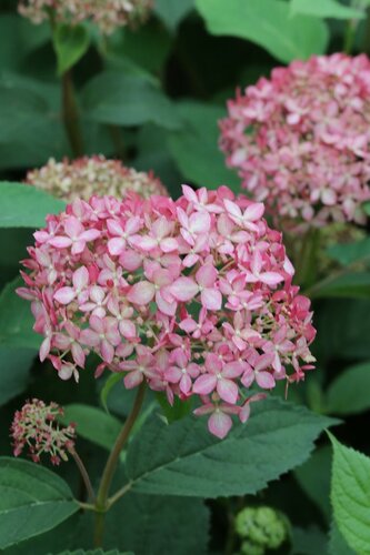Hydrangea Beauty Bell Pink 2.3 Litre - image 1