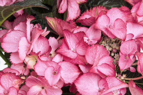 Hydrangea Black Diamond in Variety 5 Litre - image 1