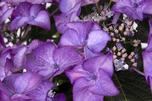 Hydrangea Black Diamond in Variety 5 Litre - image 2