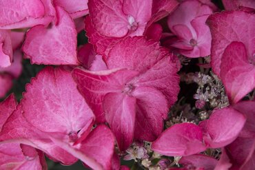 Hydrangea Black Diamond in Variety 5 Litre - image 3