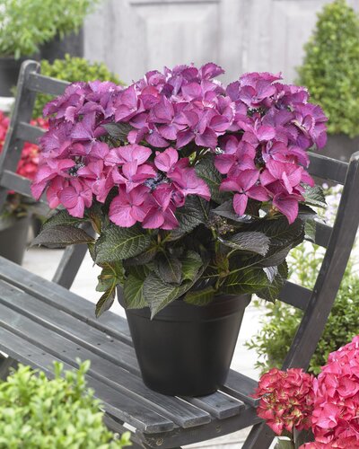 Hydrangea Black Diamonds Dark Angel Purple 5 Litre