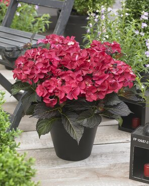 Hydrangea Black Diamonds Dark Angel Red 5 Litre