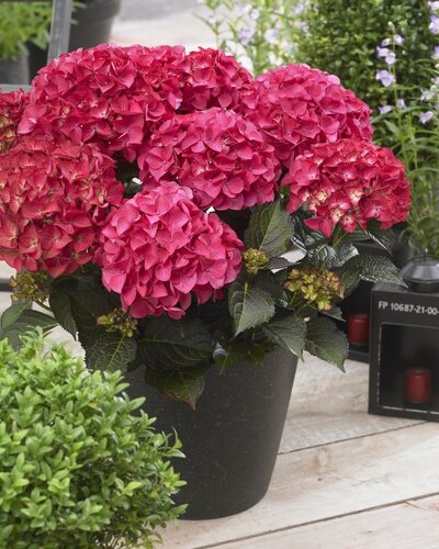 Hydrangea Black Diamonds Midnight Beauty Red 5 Litre