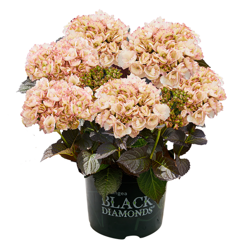 Hydrangea Black Diamonds Midnight Pearl 5 Litre