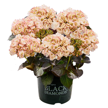 Hydrangea Black Diamonds Midnight Pearl 5 Litre
