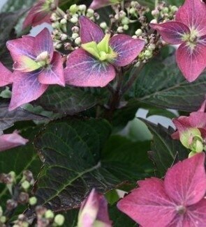 Hydrangea Blackberry Pie 5 Litre - image 1