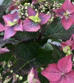 Hydrangea Blackberry Pie 5 Litre