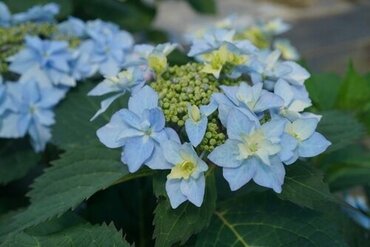 Hydrangea Blue Sprinkles 4 Litre - image 1
