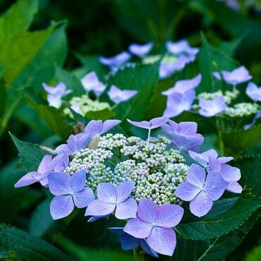 Hydrangea Blue Wave 3 Litre - image 2