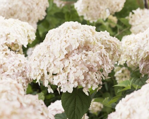 Hydrangea Candybelle Marshmallow 6 Litre - image 1