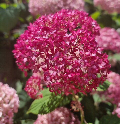 Hydrangea Candybelle Sorbet 6 Litre - image 1