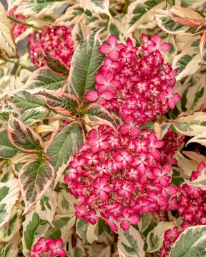 Hydrangea Euphoria Pink 19cm - image 1