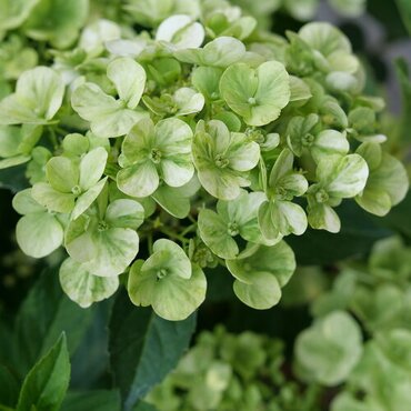Hydrangea Fairytrail Green 5 Litre