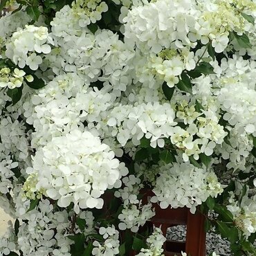 Hydrangea Fairytrail White 5 Litre