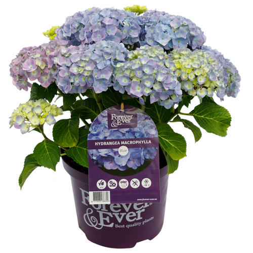 Hydrangea Forever & Ever Blue 5 Litre