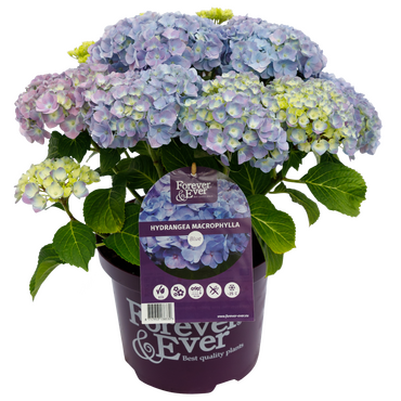 Hydrangea Forever & Ever Blue 5 Litre