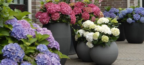 Hydrangea Forever & Ever in Variety 5 Litre - image 1