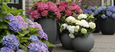 Hydrangea Forever & Ever in Variety 5 Litre - image 1