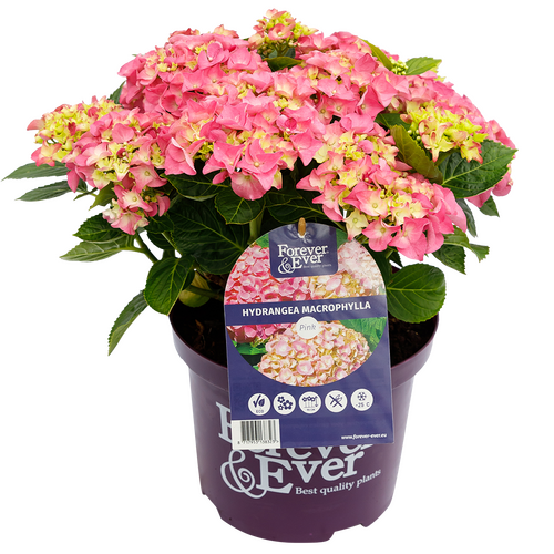 Hydrangea Forever & Ever Pink 5 Litre