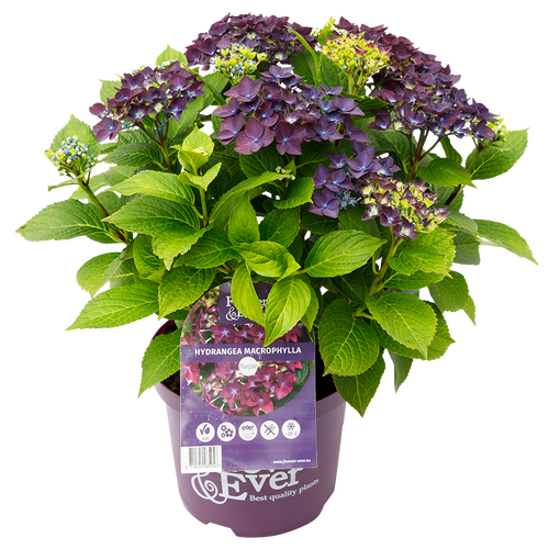 Hydrangea Forever & Ever Purple 5 Litre