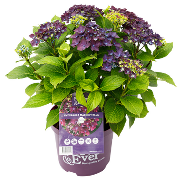 Hydrangea Forever & Ever Purple 5 Litre