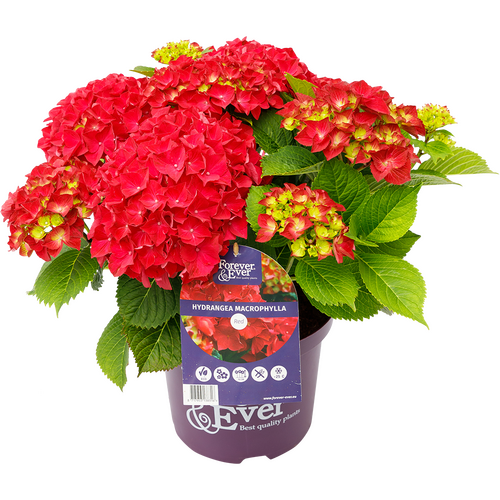 Hydrangea Forever & Ever Red 5 Litre