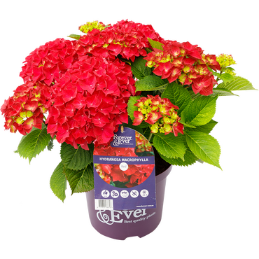 Hydrangea Forever & Ever Red 5 Litre
